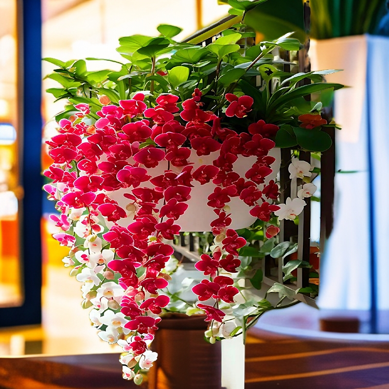 【垂丝石斛兰球】浓香型花卉四季开花耐寒植物室内外家庭基地盆栽花