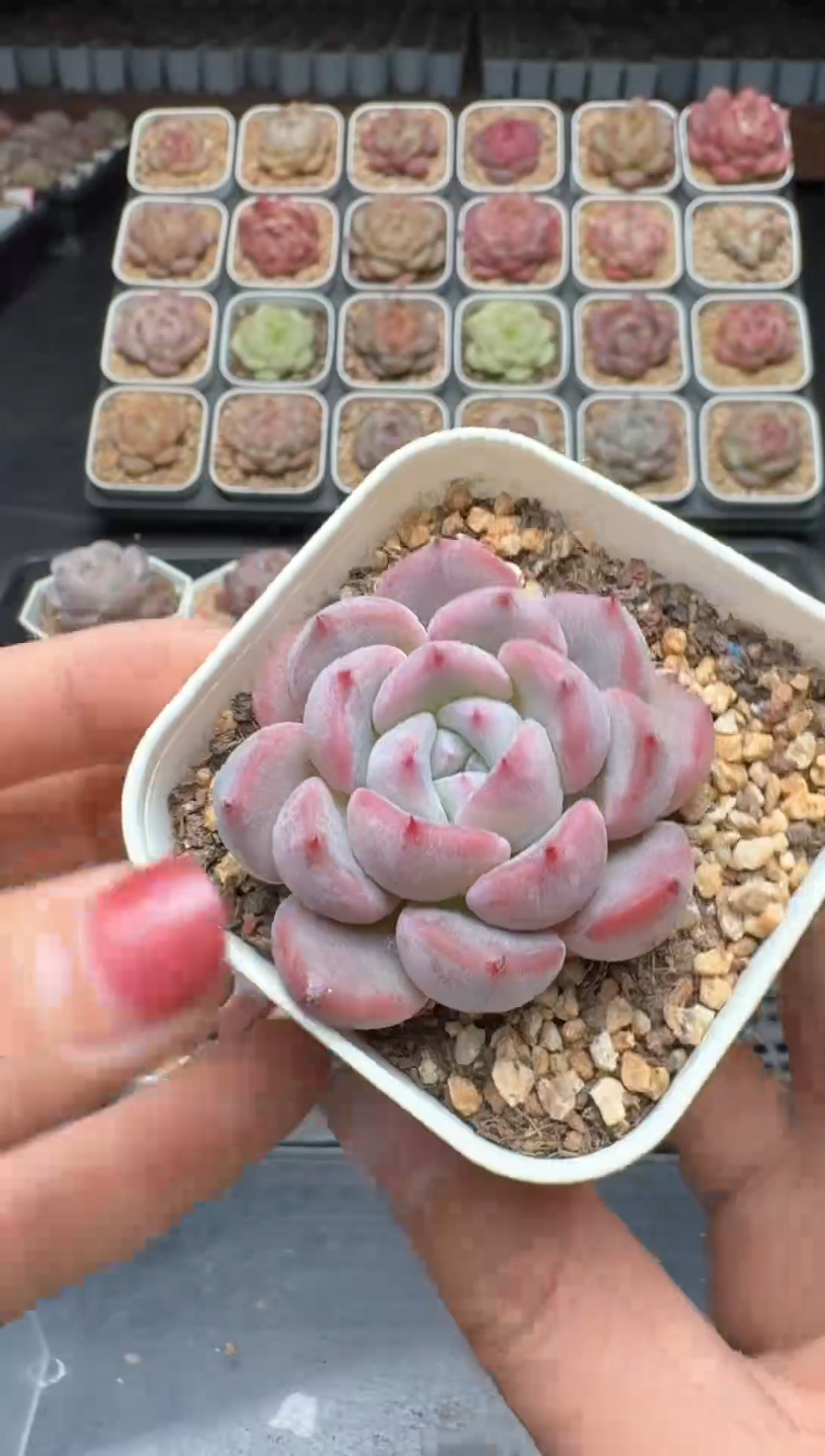 【闪购商品】3单包邮珍妮多肉一物一拍463