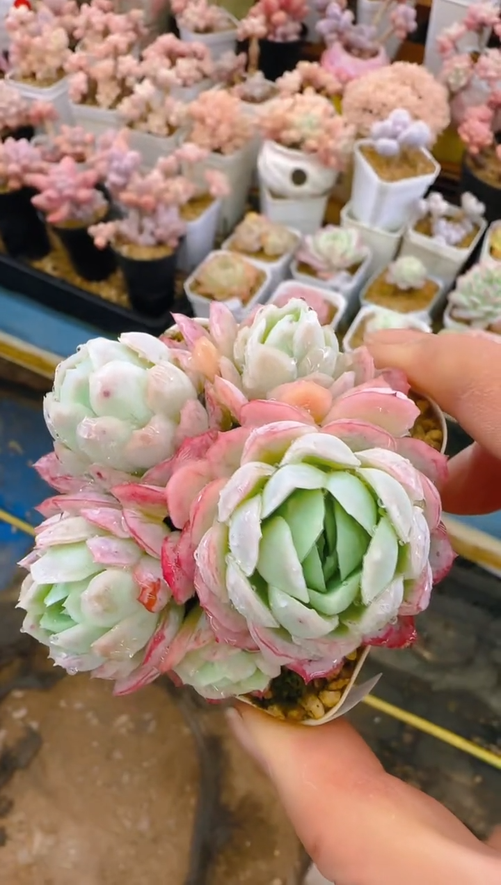 【闪购商品】福—148—仙农（月影）