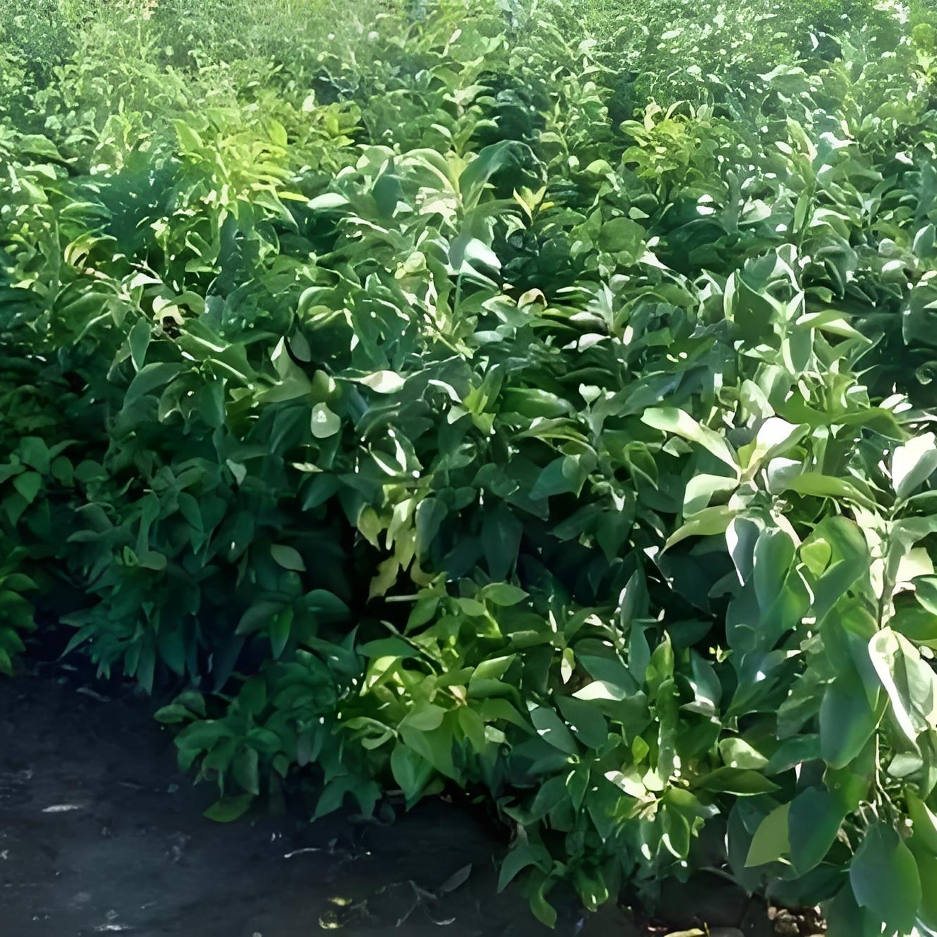 正宗柑橘嫁接苗阳台庭院盆栽地栽高成活一物一拍