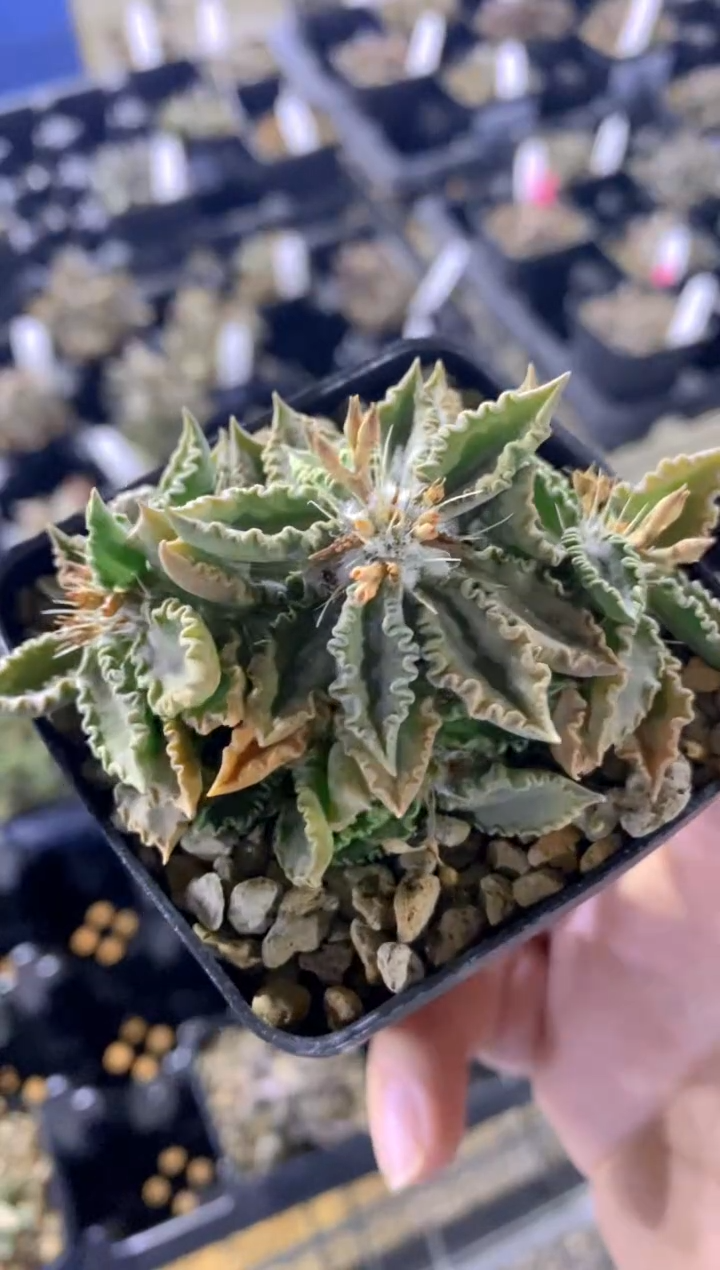 【闪购商品】图拉大戟FB-93