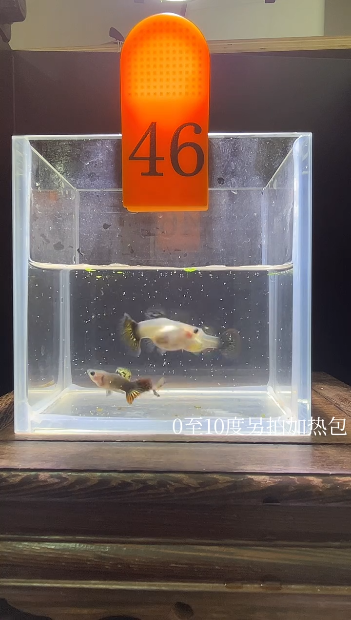 孔雀鱼红龙玻璃猫普通体编号46