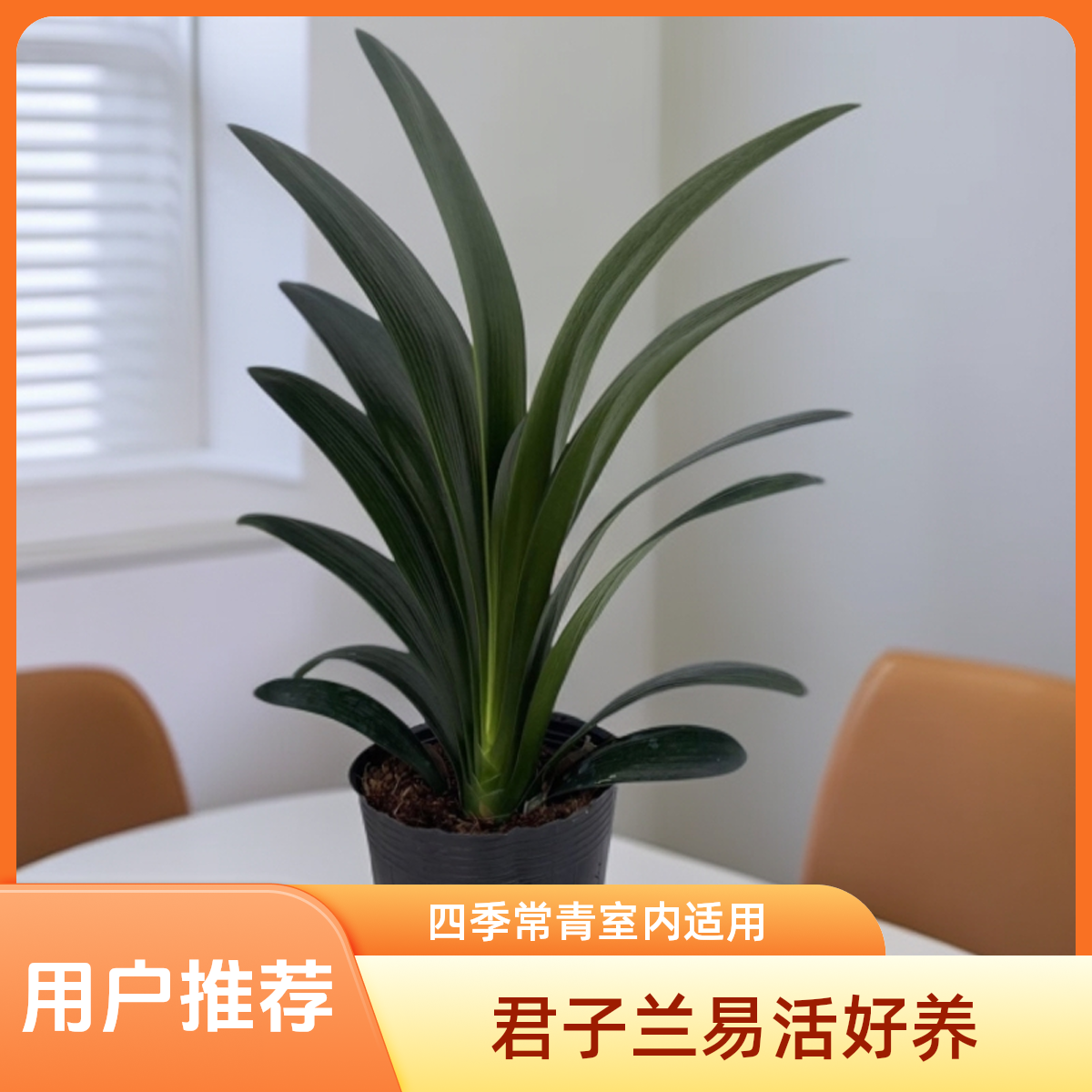 【国兰】原生高端君子兰长叶单颗10叶以上四季常青室内绿植室内养护
