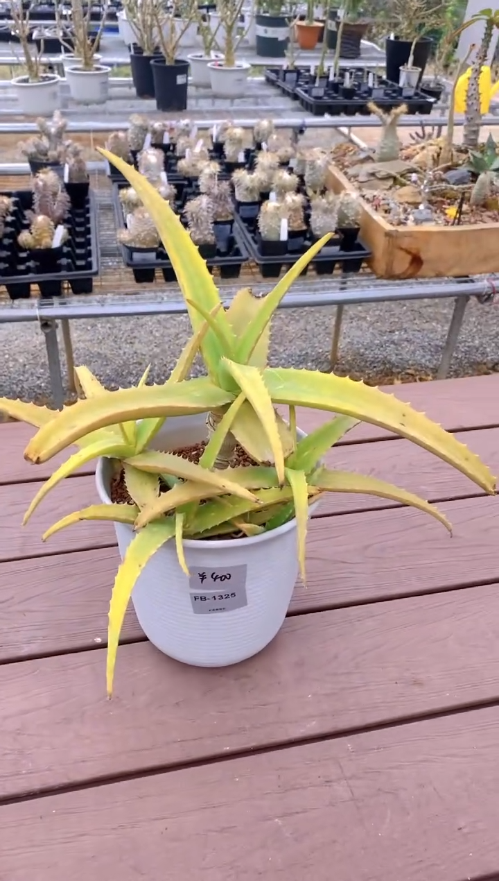 【闪购商品】原生芦荟脱土FB-1325