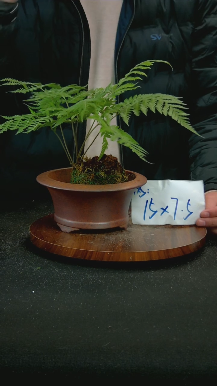 【闪购商品】紫砂J54