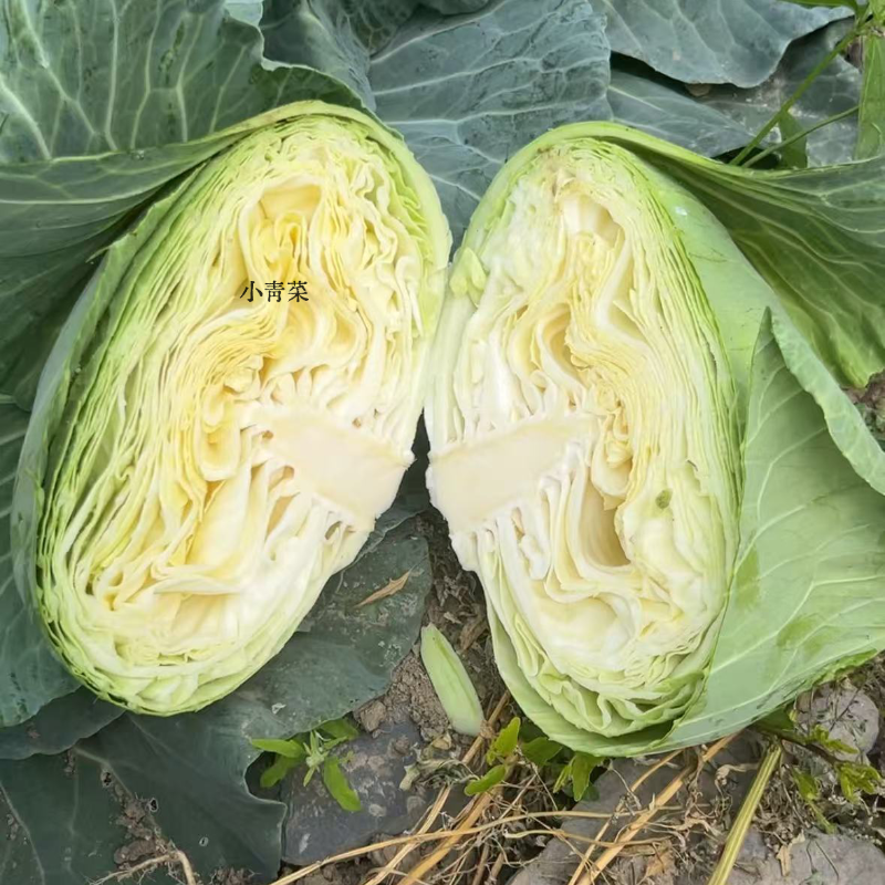 【经典手撕包菜】云南高原现摘扁平包菜吃发多样口感鲜甜可做沙拉