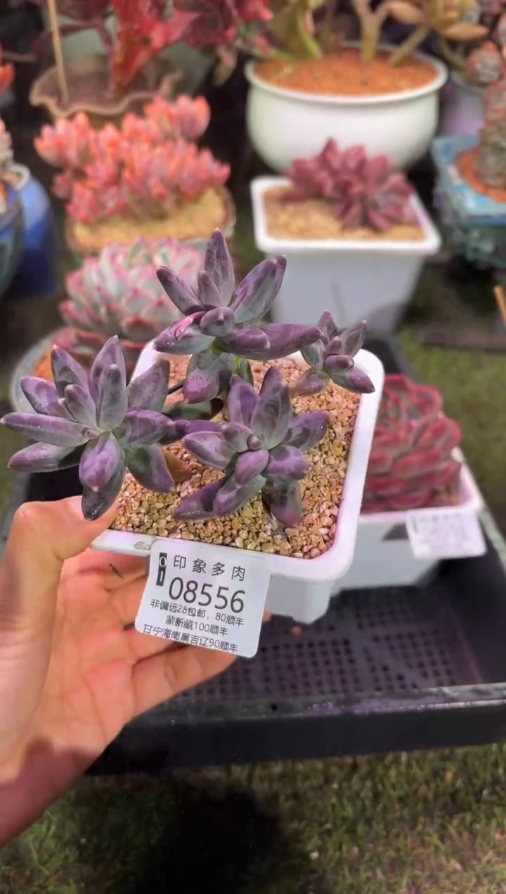 【闪购商品】08556