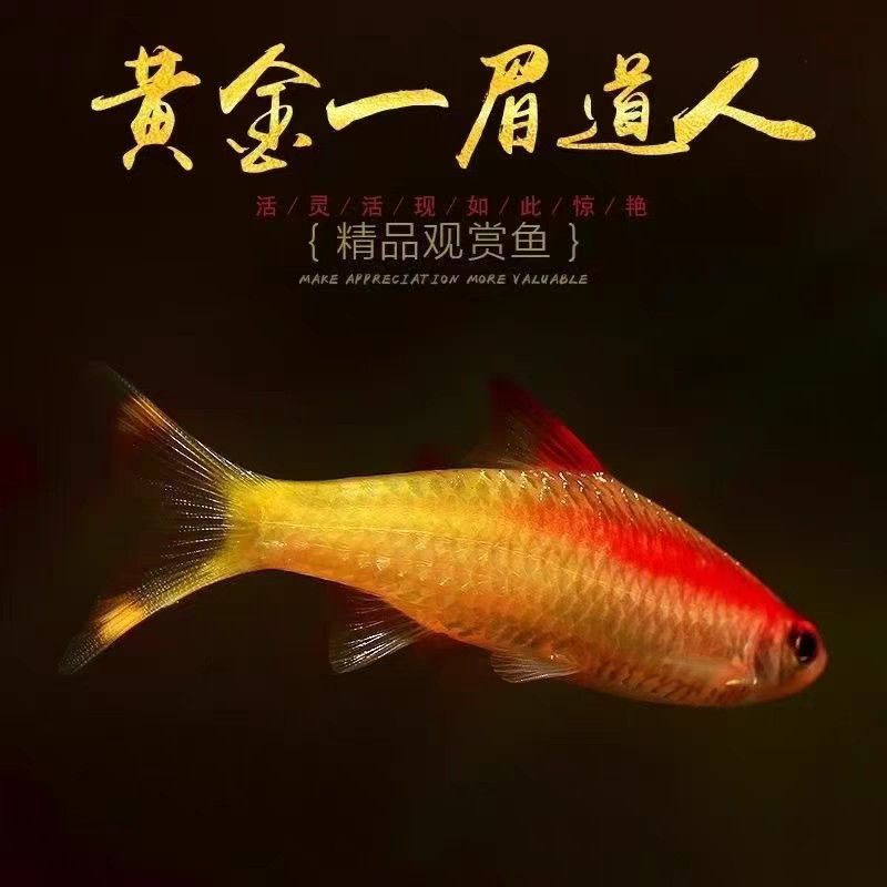 黄化一眉小型热带鱼群游鱼