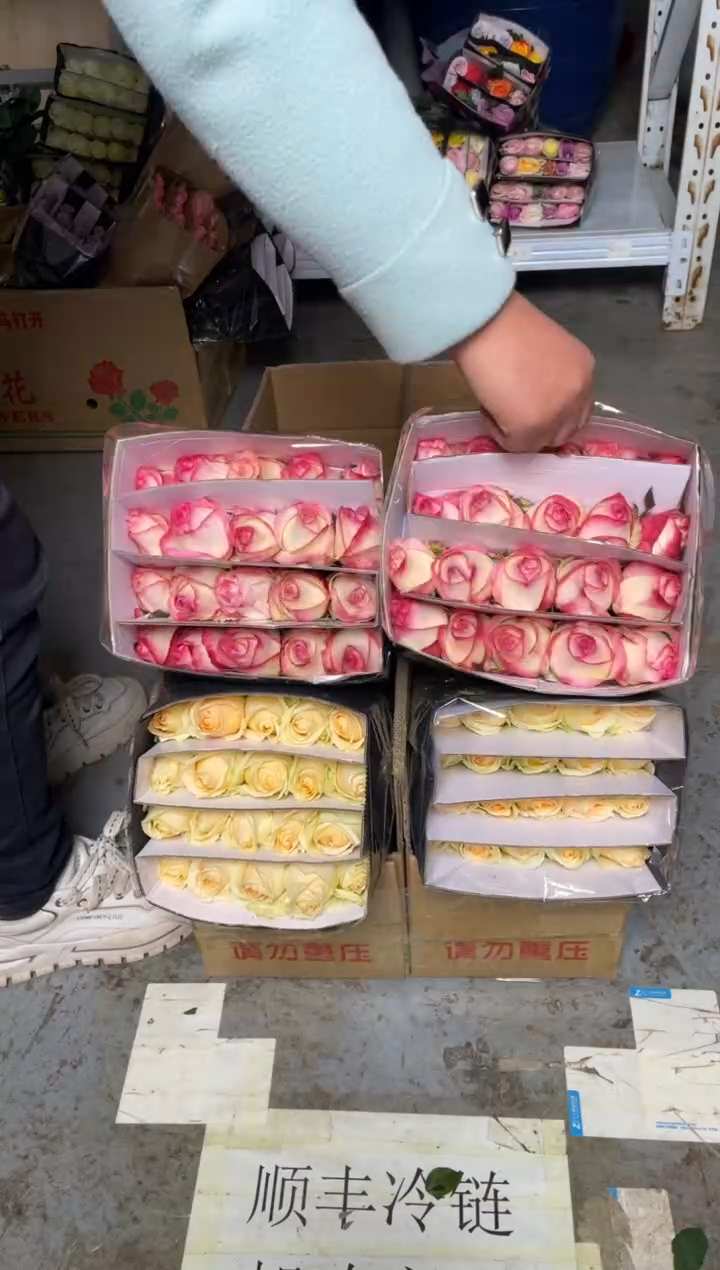 艾沙20枝+香槟20枝