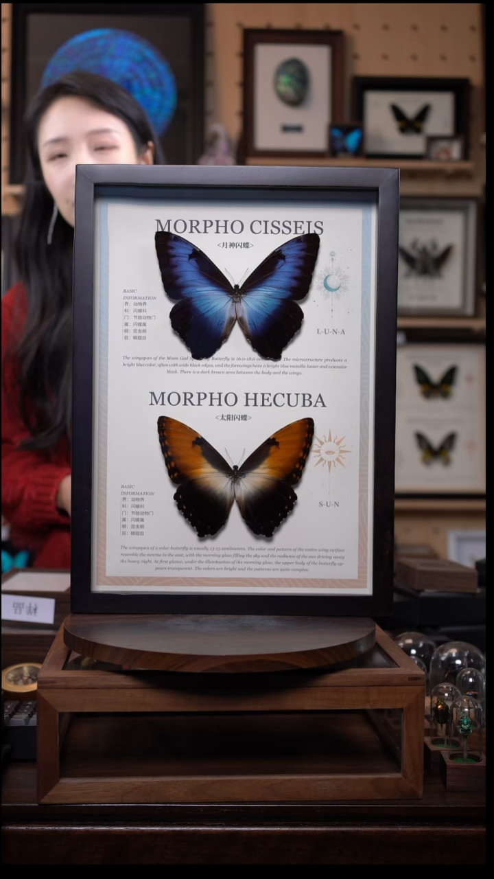 蝴蝶标本摆件竞拍i17