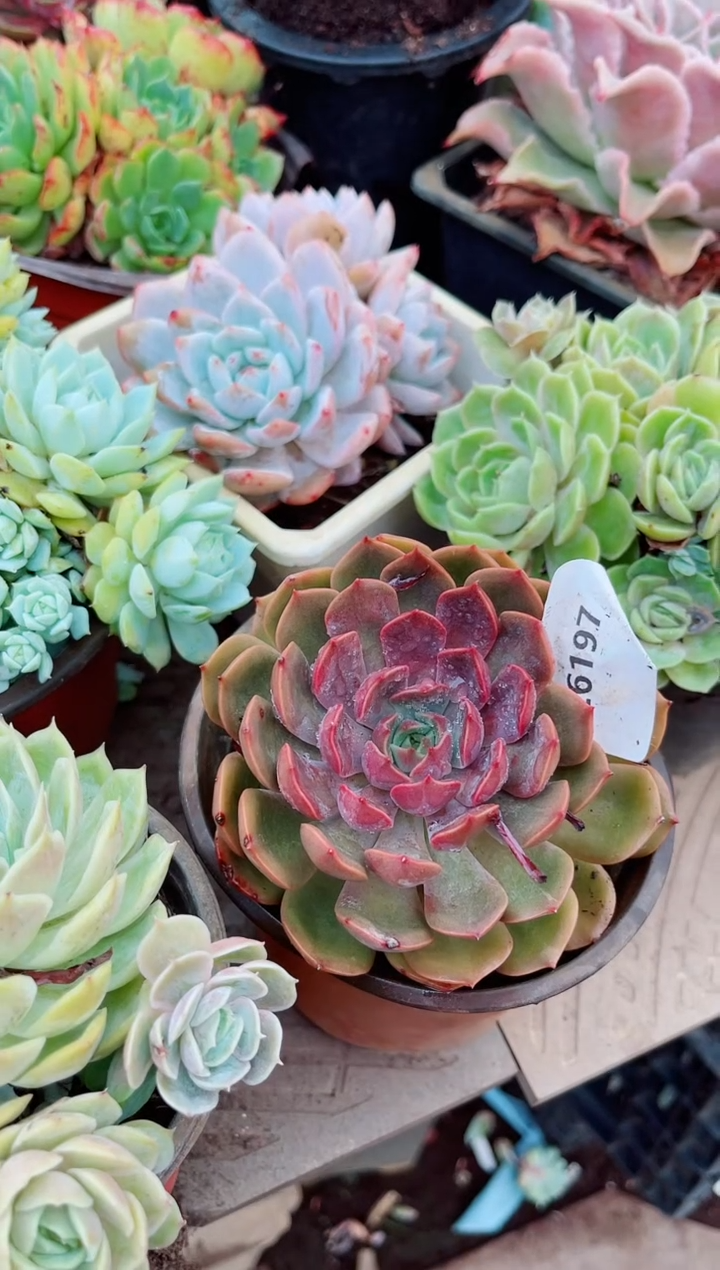 是**呀多肉植物一物一拍26197