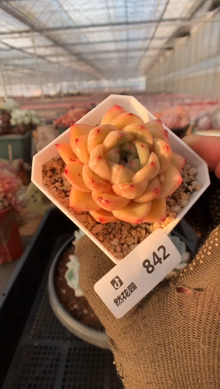 842皮埃拉珍妮一物一拍