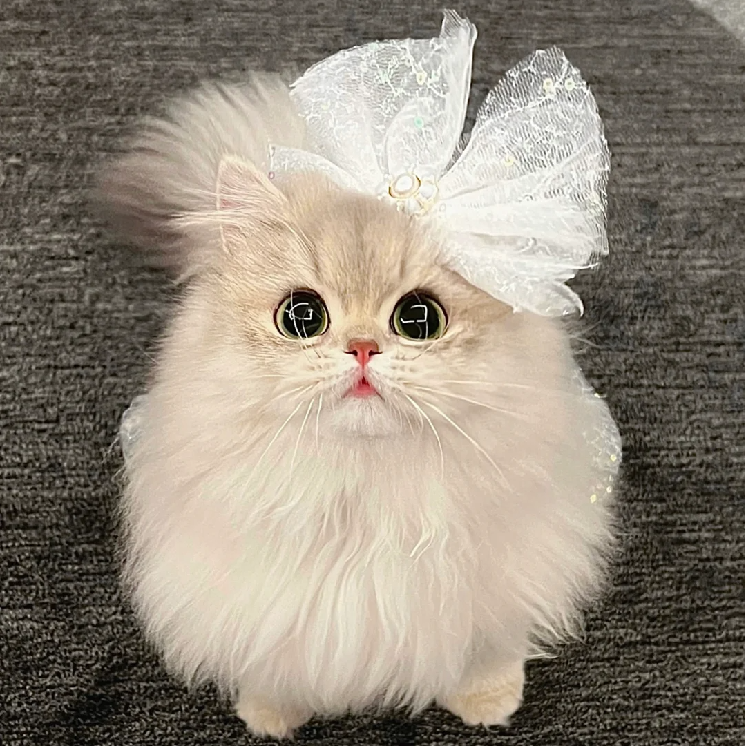 Yang-【备注：其他排此链接】全品种猫咪一对一挑选 不满意全额退