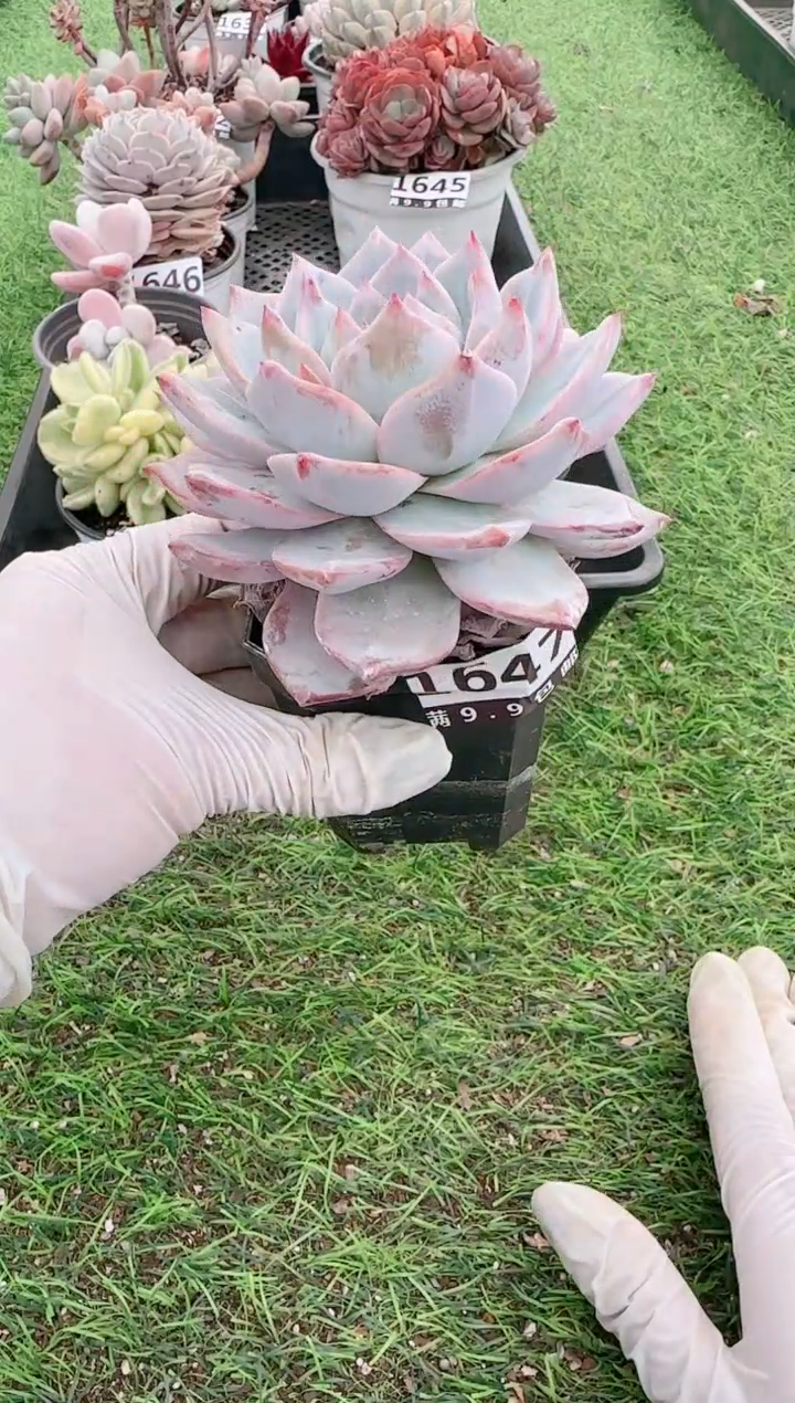 【闪购商品】信福多肉一物一拍