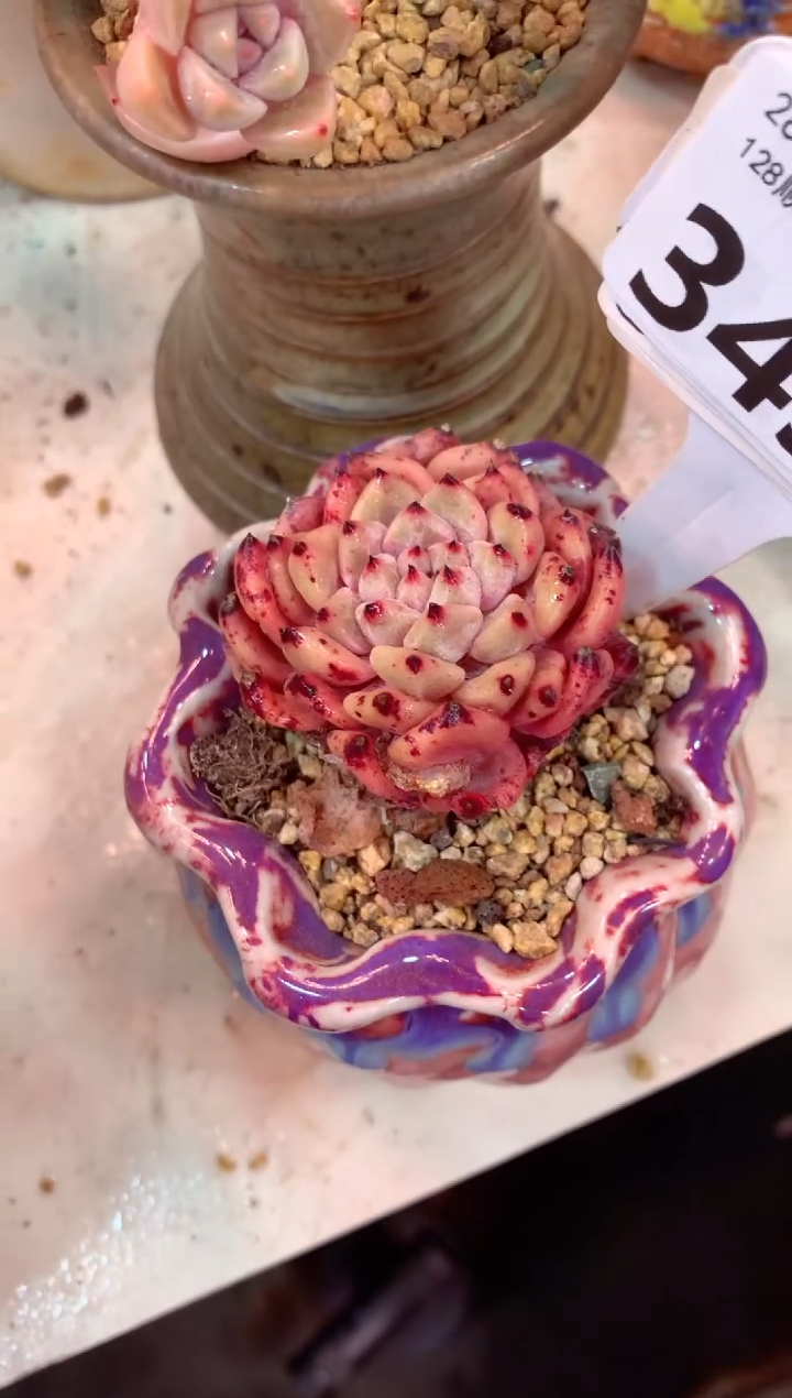 N****t349K（一物一拍，精品多肉，所见即所得 ）