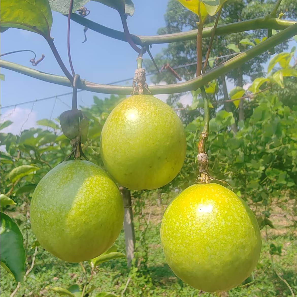 绿植 黄金九号好栽易种