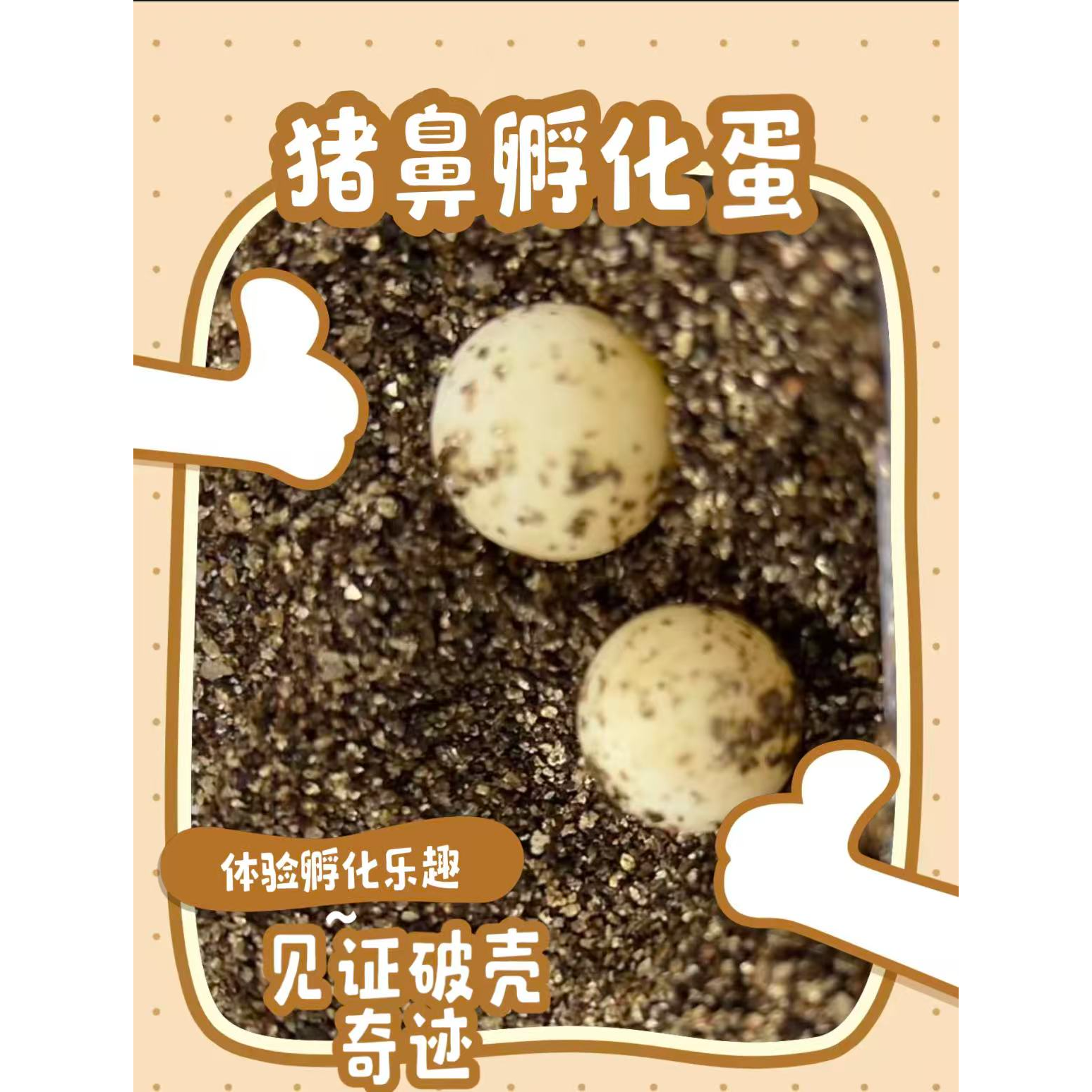 好玩有趣猪鼻孵化蛋