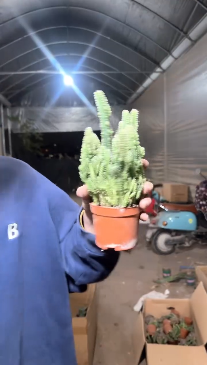 5颗 万重山 群生【带根】