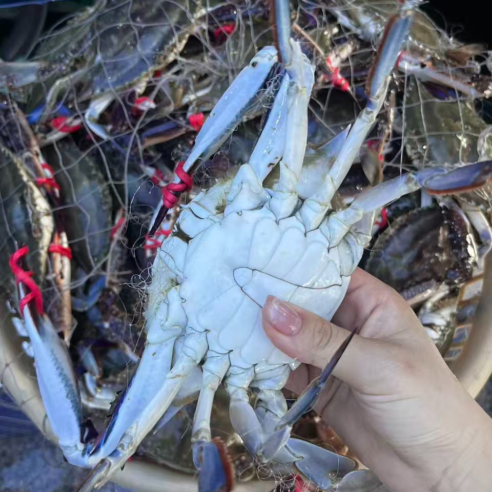 梭子蟹公飞蟹【保鲜不保活】2斤/3斤，单只4两-6两【不保腿甲全】