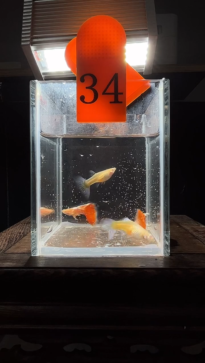 孔雀鱼紫白飞船跑红体编号34