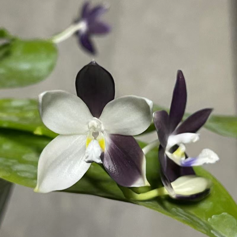 1.7寸 木23 Phal.speciosa -苗【少根 叶瑕】 盾花 原生趣味兰