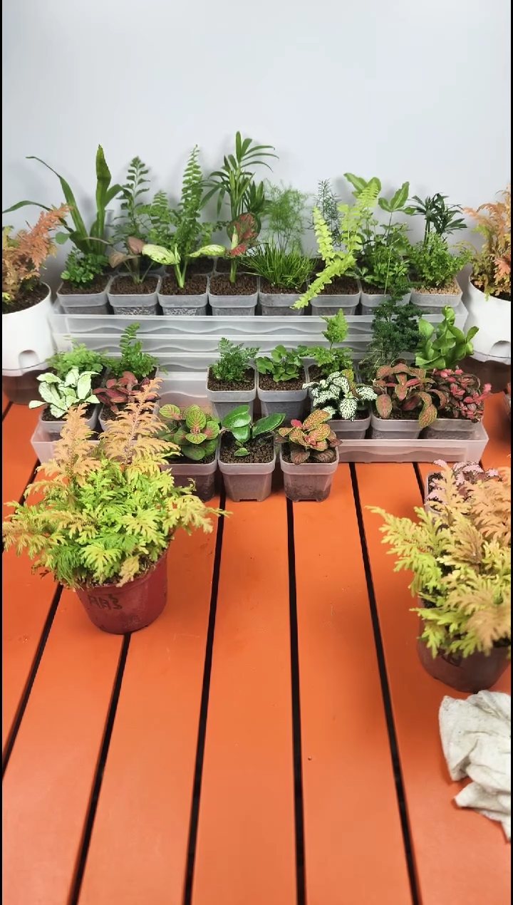 无花朵小吉七彩小蕨自吸