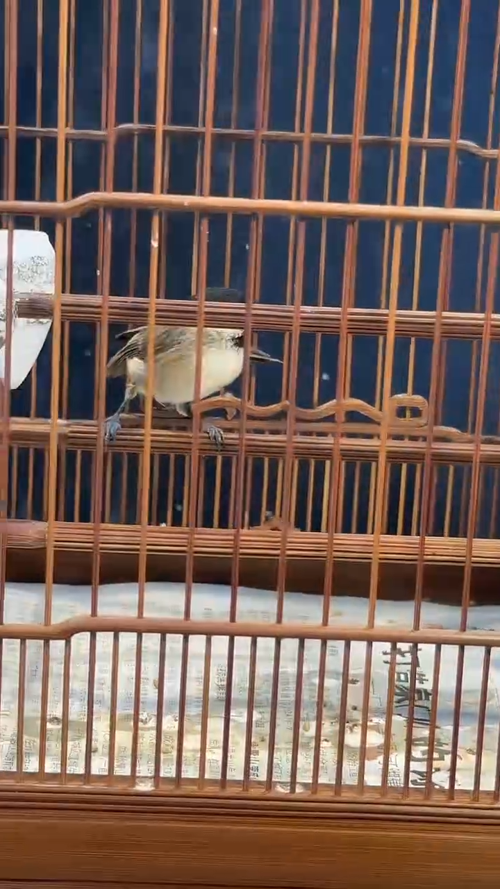 虎皮鹦鹉27号   红子养笼0元起拍