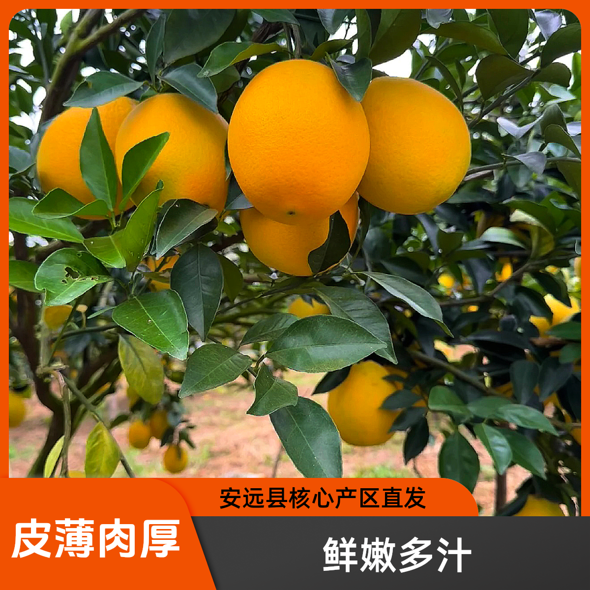 [ 7大保障 ] 正宗赣南脐橙原产地直发皮薄香甜多汁BD-2