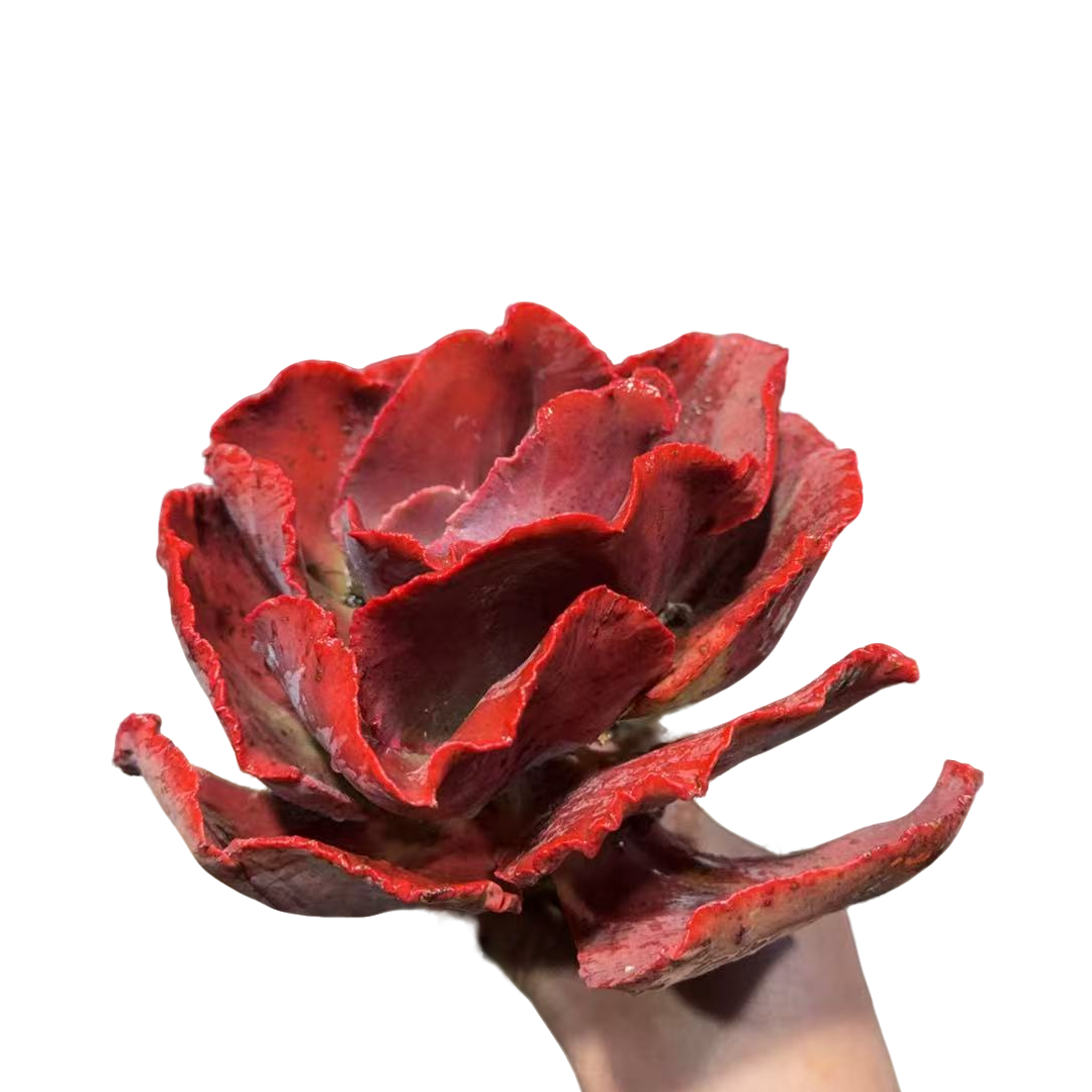 精品多肉  单头秀妍玫瑰 【好看好养】