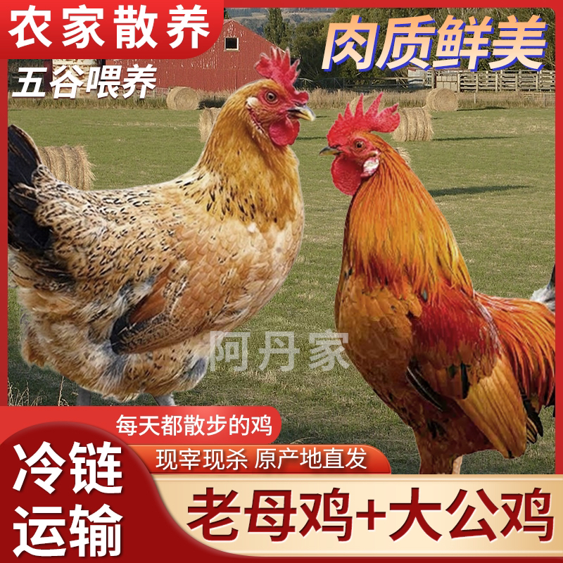 【阿丹家】3只3年黄油老母鸡+赠1只公鸡 到手共4只净重10-11斤