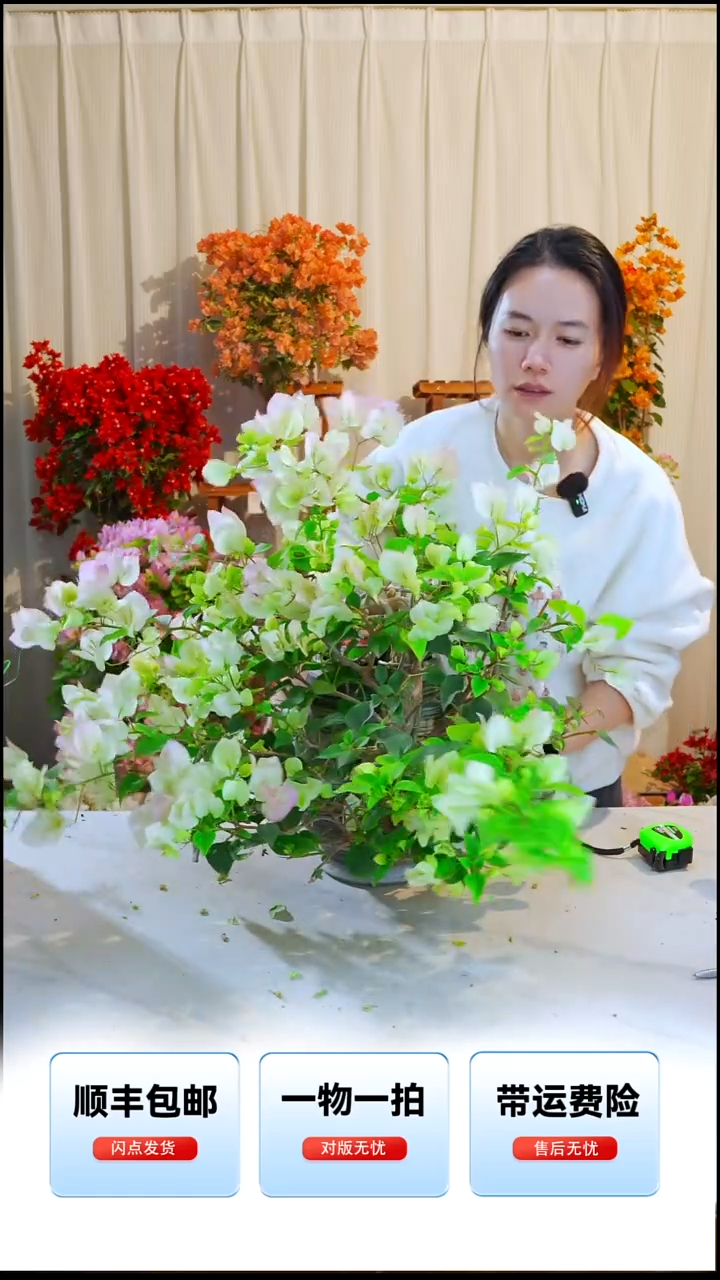 大部分开放少量花苞绿樱