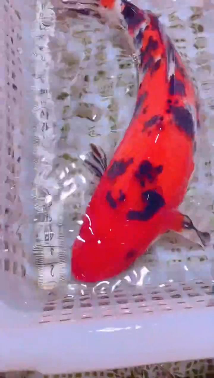 锦鲤冷水观赏鱼全场包邮41