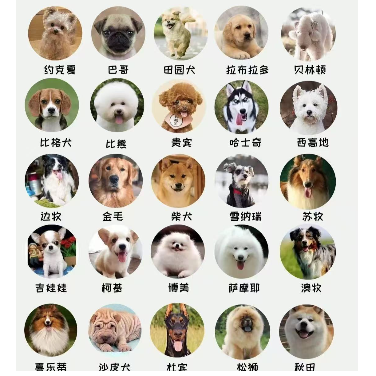 全品类宠物狗狗泰迪比熊金毛边牧等活体售卖