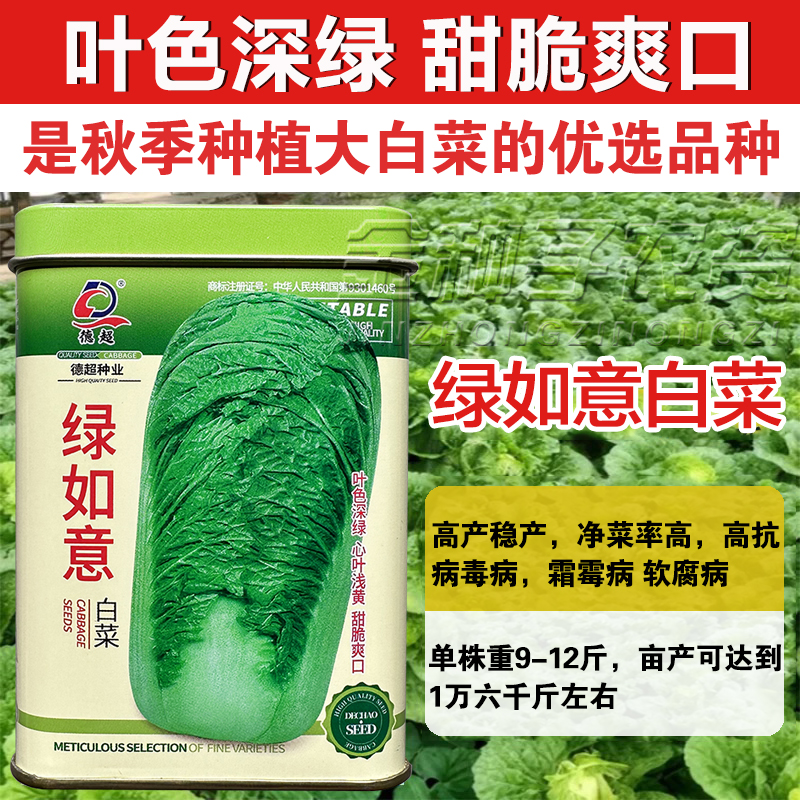 绿如意大白菜种子高抗病高产白菜种子基地用真好吃下锅烂高端品种