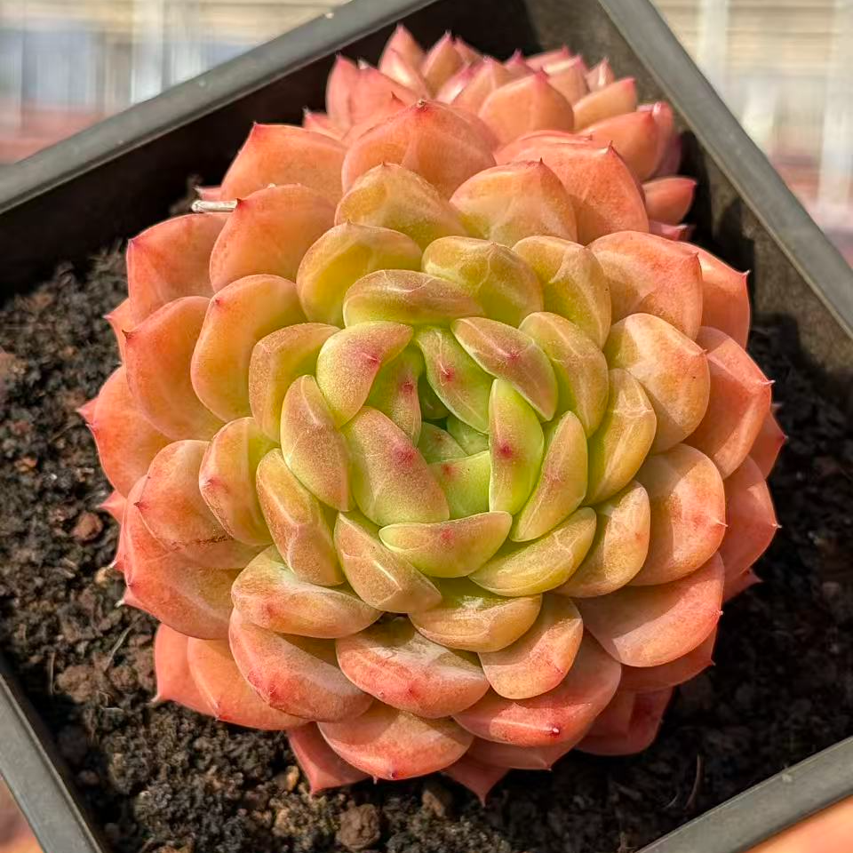 11#堕落天使优秀版多肉植物   前男友精品多肉  