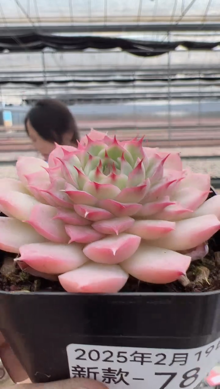 【闪购商品】新款多肉-78