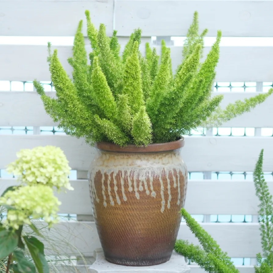 【狐尾天门冬绿植盆栽室内绿植】四季常青好养庭院阳台易养护螺旋