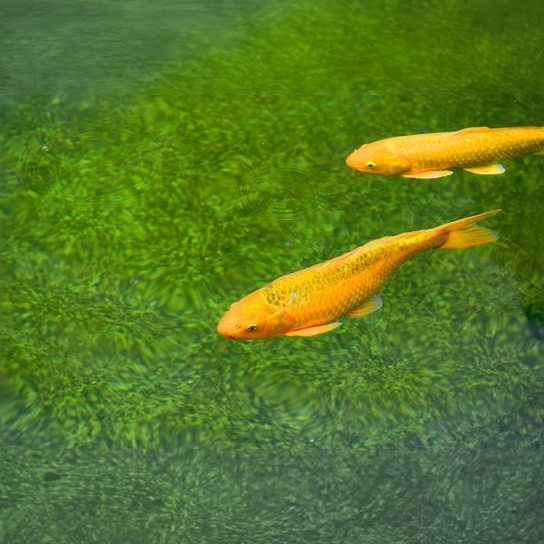 锦鲤鱼冷水淡水观赏鱼好养易活适合家庭饲养
