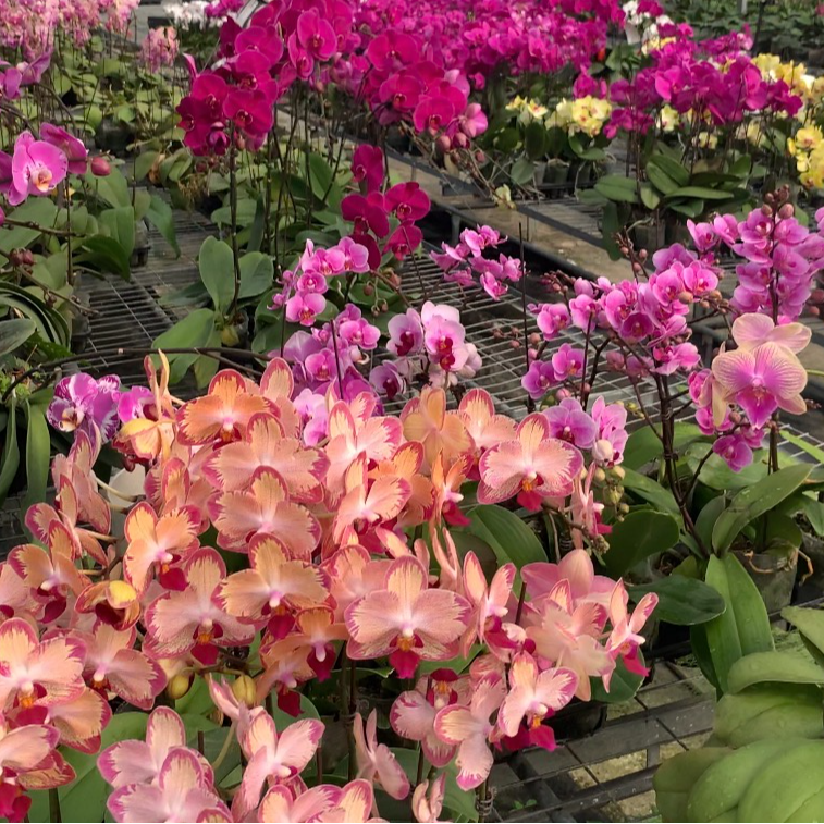 蝴蝶兰盲盒2.8-3.0寸杯农场直发随机发货【微瑕No售后】