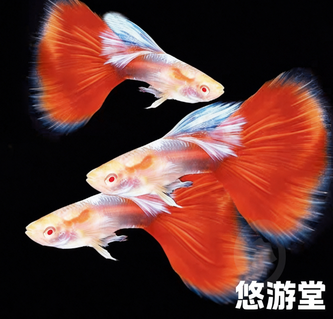   【晚霞一抹红】火烧云欧翼 高奢孔雀鱼