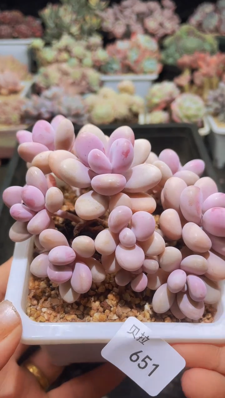 【闪购商品】651桃蛋