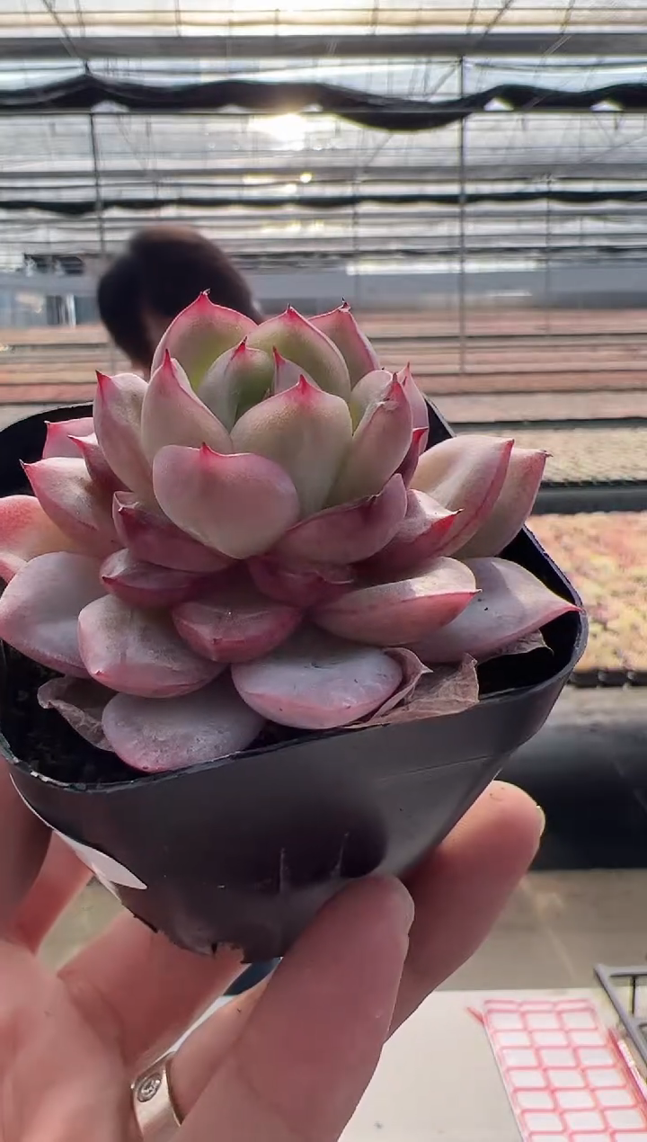 【闪购商品】新款多肉-4