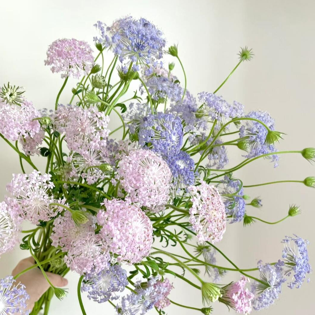 搭配-明日达【翠珠花一份（紫色、白色订单备注）】8-10支花 今日下单明日到达 （两单顺丰包邮）