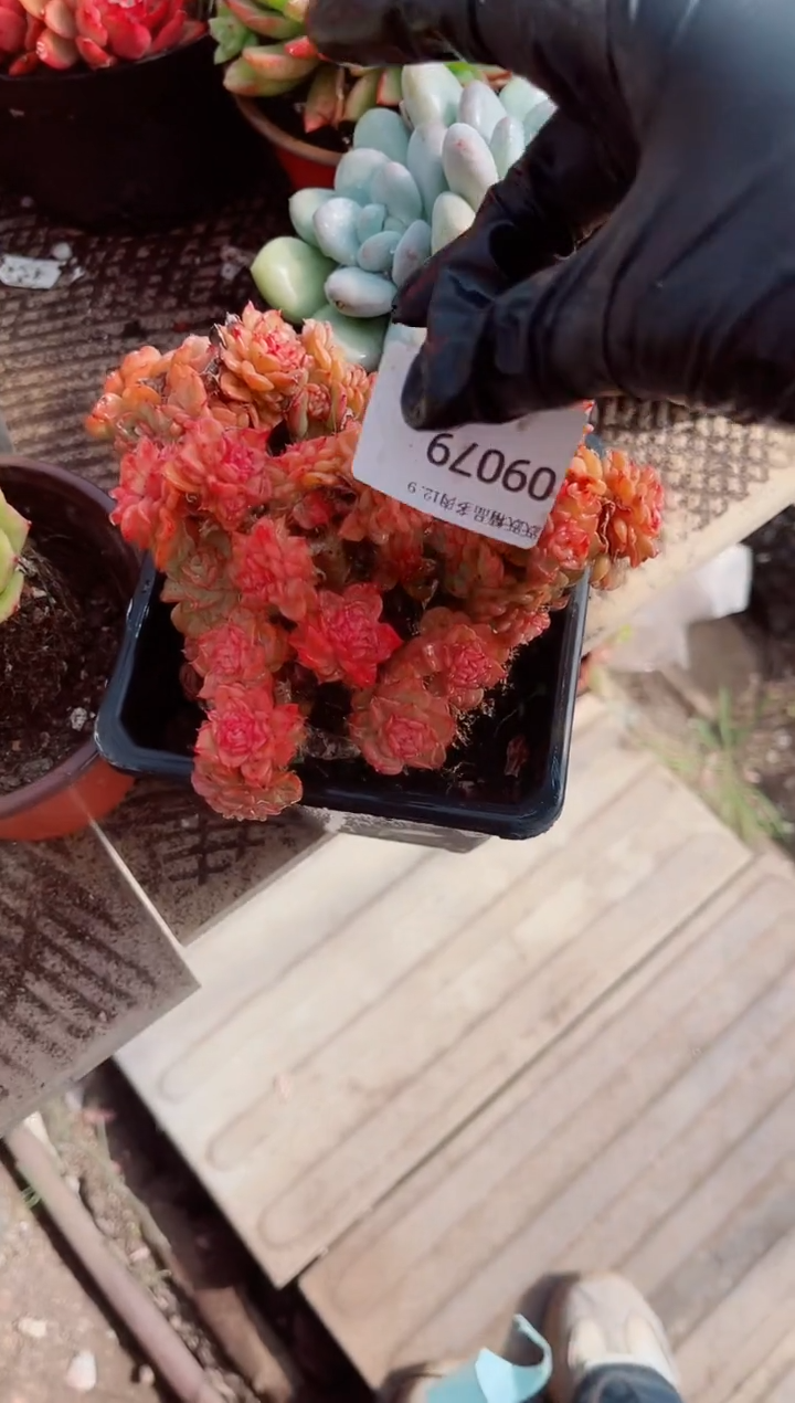 ^****^跃跃精品多肉09079