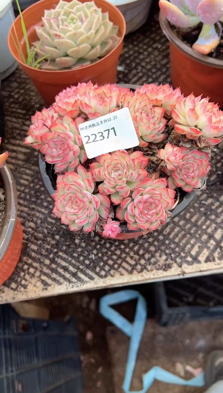 ￴****啦多肉植物一物一拍22371