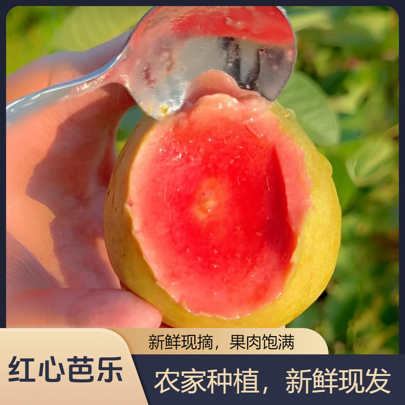 （芭乐礼盒装）广西软糯酸甜番石榴红心白心鸡屎果当季新鲜芭乐