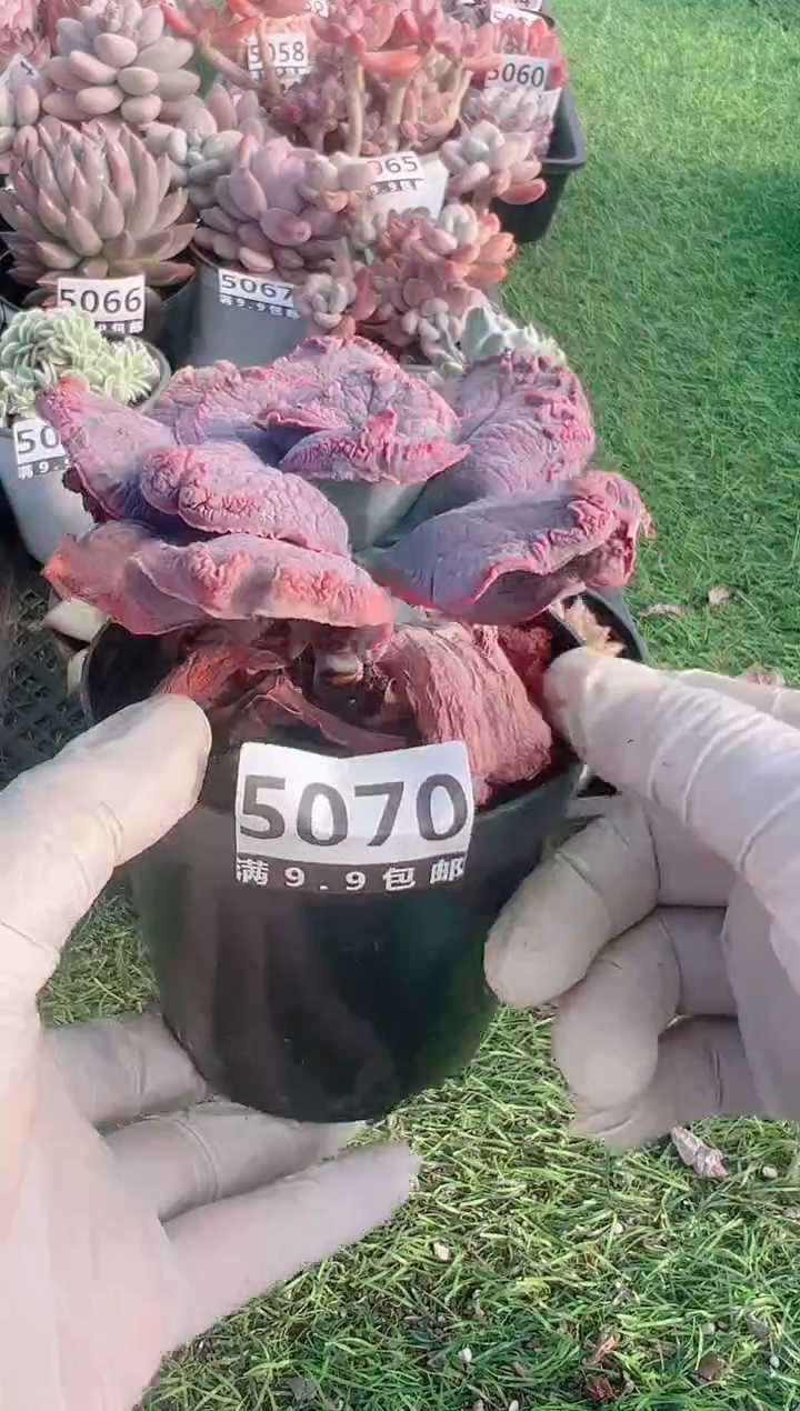 【闪购商品】信福多肉一物一拍