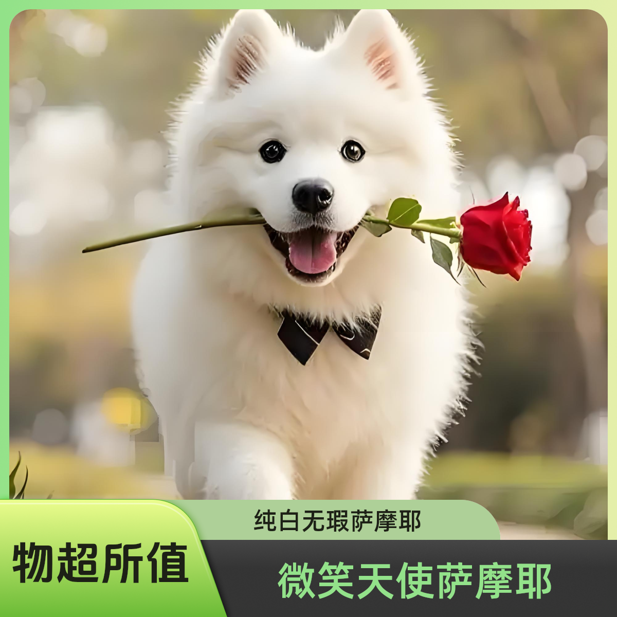 【龙源牧场】天龙犬舍萨摩耶萨摩耶幼犬出售幼犬