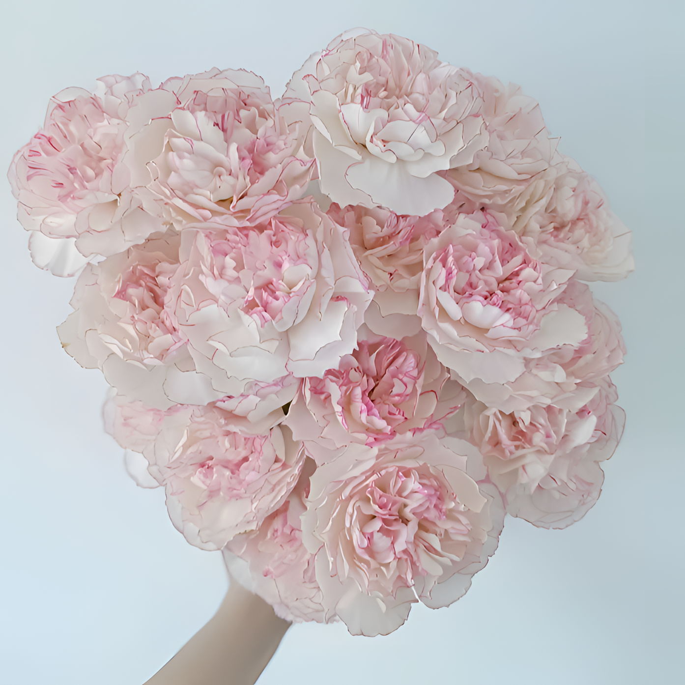 【银座鲜花】小天使康乃馨石竹原装整扎20支每扎2单包邮鲜切花家居花生活鲜花