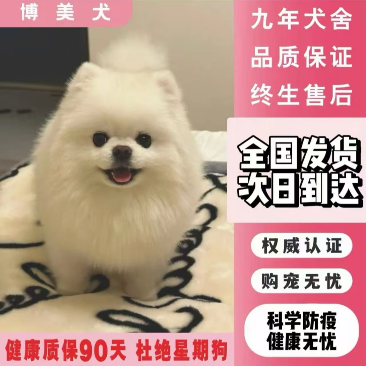 【自选纯种小型犬】幼犬博美比熊泰迪宠物活体XD